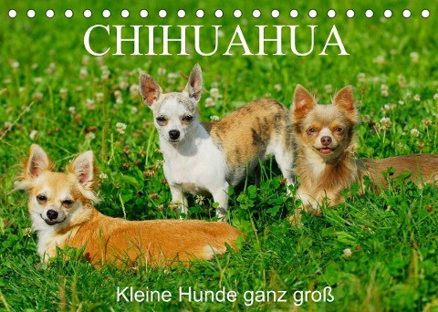 Chihuahua - Kleine Hunde ganz groß (Tischkalender 2022 DIN A5 quer)