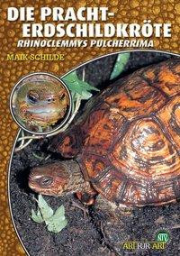 Die Pracht-Erdschildkröte