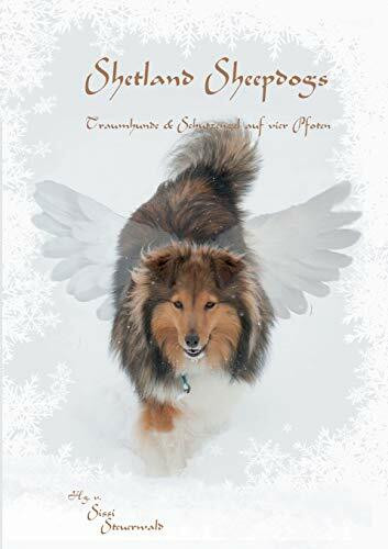Shetland Sheepdogs