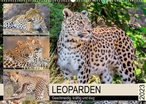 Leoparden. Geschmeidig, kräftig und klug (Wandkalender 2023 DIN A2 quer)