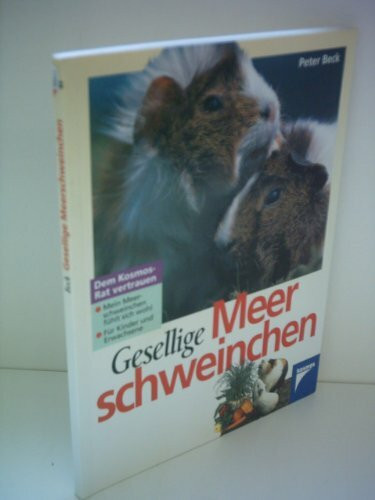 Gesellige Meerschweinchen