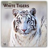 White Tigers 2022 Square