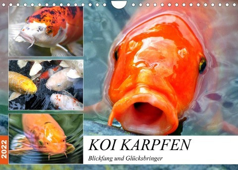 Koi Karpfen. Blickfang und Glücksbringer (Wandkalender 2022 DIN A4 quer)