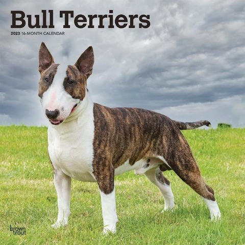 Bull Terriers 2023 Square