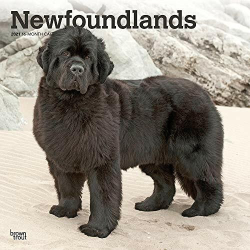 Newfoundlands 2021 Square