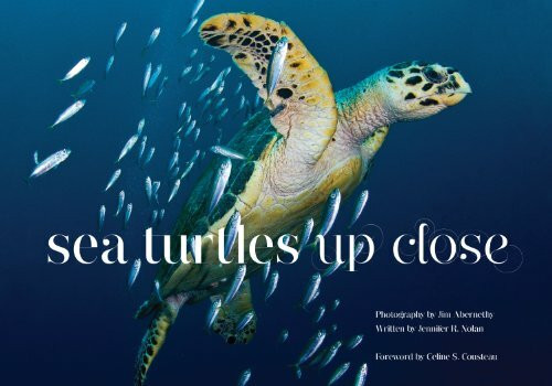 Sea Turtles Up Close
