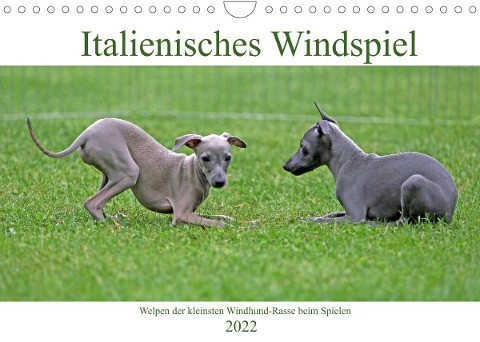 Italienisches Windspiel (Wandkalender 2022 DIN A4 quer)