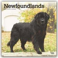 Newfoundlands - Neufundländer 2020 - 18-Monatskalender mit freier DogDays-App