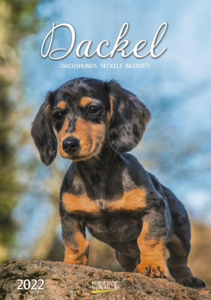 Dackel 2022