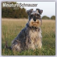 Miniature Schnauzer - Zwergschnauzer 2023 - 16-Monatskalender