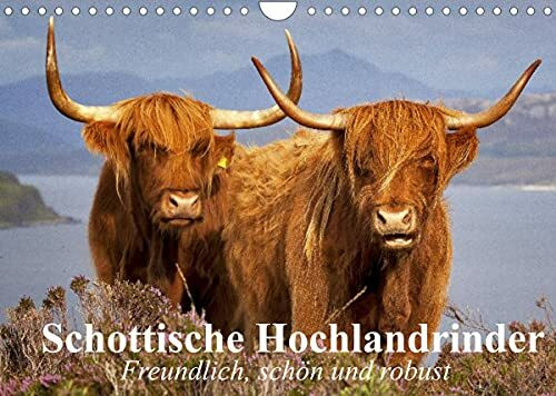 Schottische Hochlandrinder. Freundlich, schön und robust (Wandkalender 2022 DIN A4 quer)