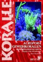 Art für Art 15. Acropora-Geweihkorallen