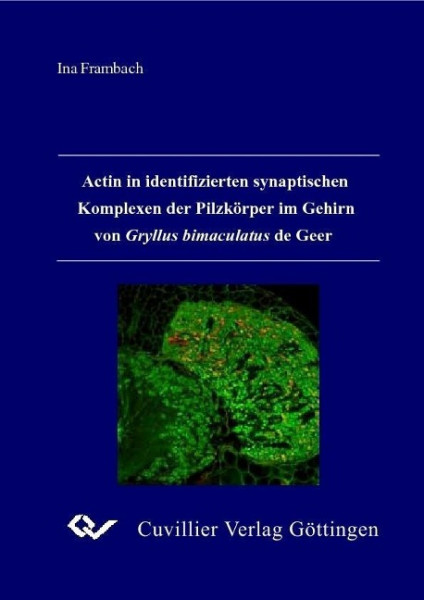 Actin in identifizierten synaptischen Komplexen der Pilzkörper im Gehirn von Gryllus bimaculatus de