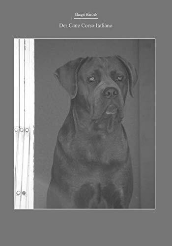Der Cane Corso Italiano