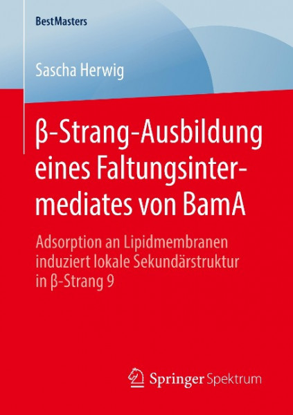 ß-Strang-Ausbildung eines Faltungsintermediates von BamA