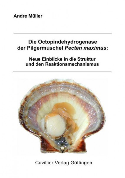 Die Octopindehydrogenase der Pilgermuschel Pecten maximus: Neue Einblicke in die Struktur und den Re