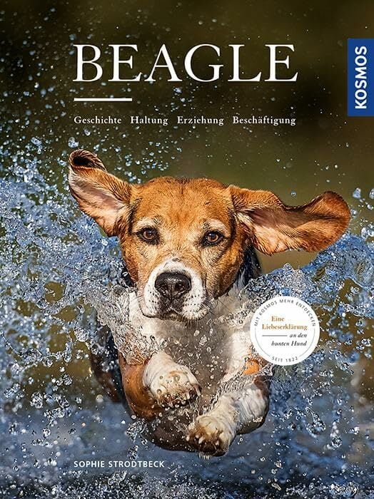 Beagle: Geschichte, Haltung, Erziehung, Beschäftigung Beagle: Geschichte, Haltung, Erziehung, Beschäftigung