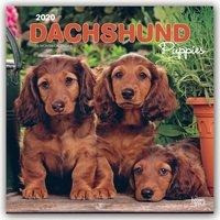 Dachshund Puppies - Dackelwelpen 2020 - 18-Monatskalender mit freier DogDays-App