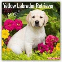 Yellow Labrador Retriever Puppies - Weiße Labradorwelpen 2020