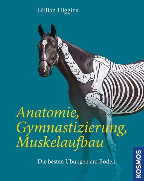 Anatomie, Gymnastizierung, Muskelaufbau: Die besten Übungen am Boden