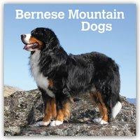 Bernese Mountain Dogs 2021 Square
