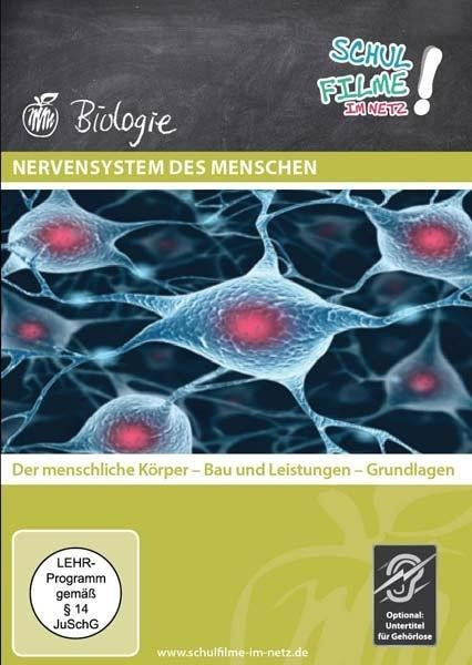 Nervensystem des Menschen