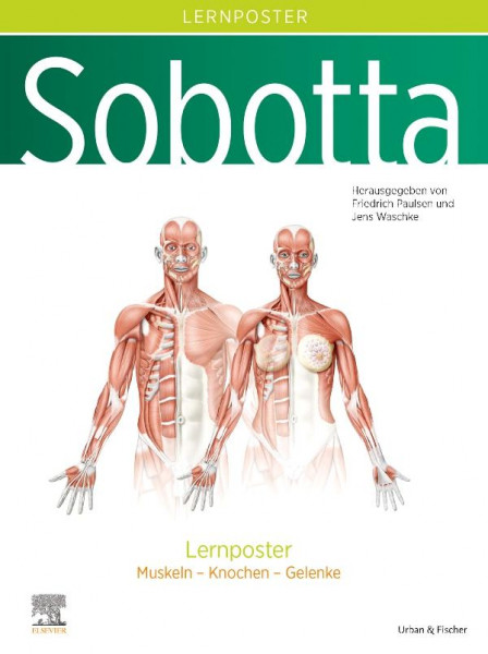 Sobotta Lernposter Anatomie