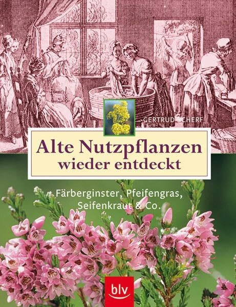 Alte Nutzpflanzen wieder entdeckt: Färberginster, Pfeifengras, Seifenkraut & Co.