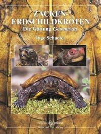 Zacken-Erdschildkröten