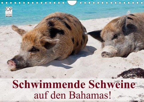 Schwimmende Schweine auf den Bahamas! (Wandkalender 2022 DIN A4 quer)