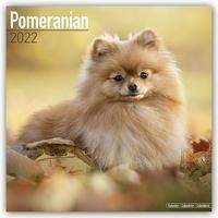 Pomeranians - Zwergspitze 2022 - 18-Monatskalender mit freier DogDays-App