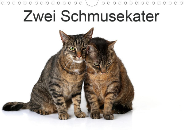 Zwei Schmusekater (Wandkalender 2021 DIN A4 quer)