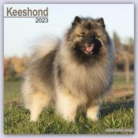 Keeshond - Wolfsspitz 2023 - 16-Monatskalender