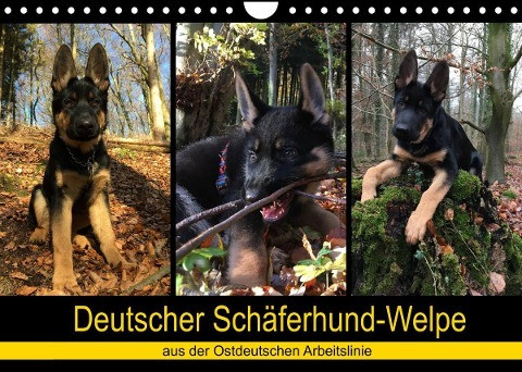 Deutscher Schäferhund-Welpe - aus der Ostdeutschen Arbeitslinie (Wandkalender 2022 DIN A4 quer)
