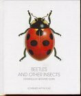 Beetles and other Insects: Drawings (Bonsai Books)