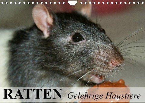 Ratten - Gelehrige Haustiere (Wandkalender 2022 DIN A4 quer)