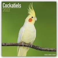 Cockatiels - Nymphensittiche 2022