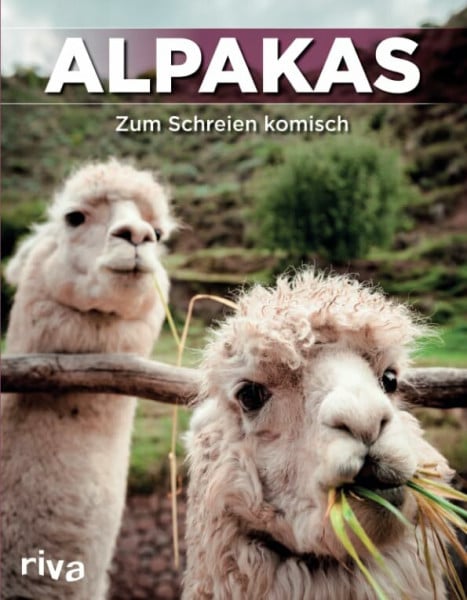 Alpakas: Zum Schreien komisch