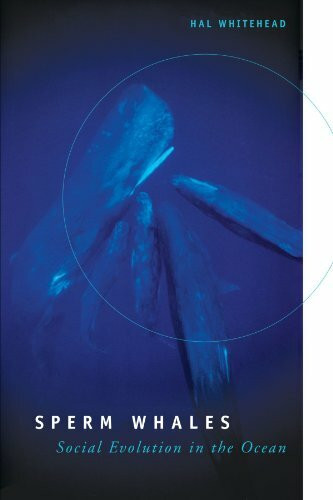 Sperm Whales