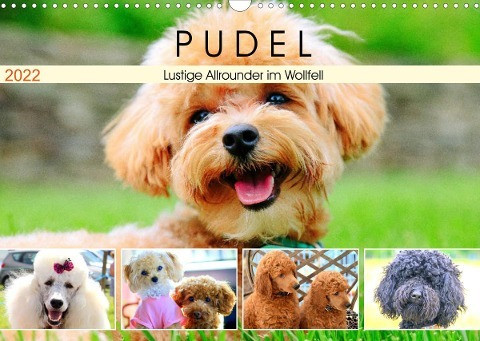 Pudel. Lustige Allrounder im Wollfell (Wandkalender 2022 DIN A3 quer)