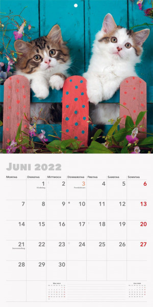 Trötsch Broschürenkalender Katzen 2022
