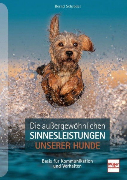 Die außergewöhnlichen Sinnesleistungen unserer Hunde