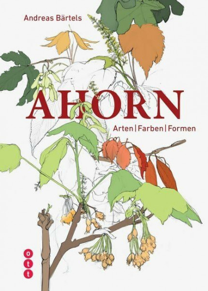 Ahorn: Arten | Farben | Formen