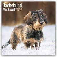 Wirehaired Dachshund - Rauhhaardackel 2022 - 16-Monatskalender