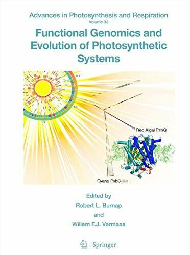 Functional Genomics and Evolution of Photosynthetic Systems (Advances in Photosynthesis and Respiration, 33, Band 33)