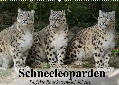 Schneeleoparden. Perfekte Raubkatzen-Schönheiten (Wandkalender 2022 DIN A2 quer)