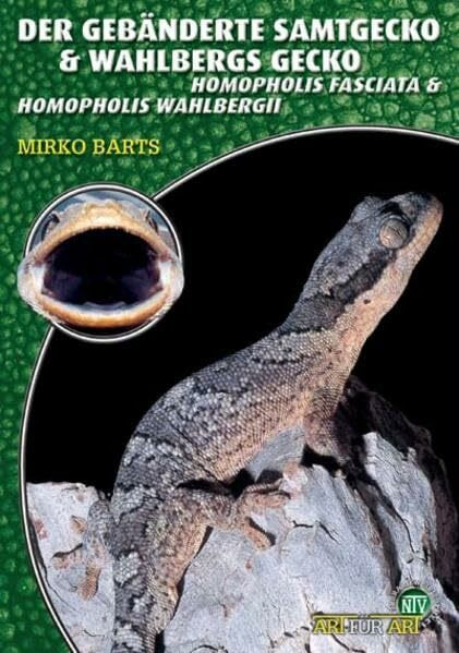Der Gebänderte Samtgecko & Wahlbergs Gecko: Homopholis fasciata & Homopholis wahlbergii (Buchreihe Art für Art Terraristik)