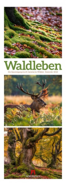 Waldleben - Ein Spaziergang durch heimische Wälder, Triplet-Kalender 2023