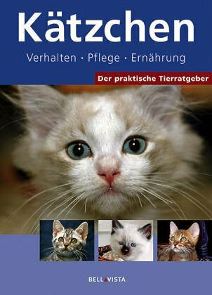 Kätzchen: Verhalten, Pflege, Ernährung