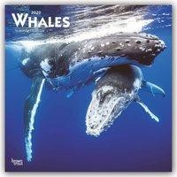 Whales 2020 Square